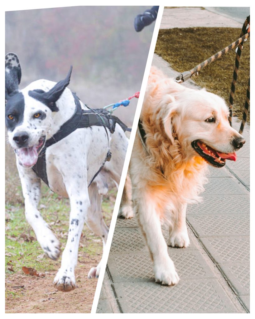 sport-canin-chien-en-effort-et-chien-bien-eduque.jpg