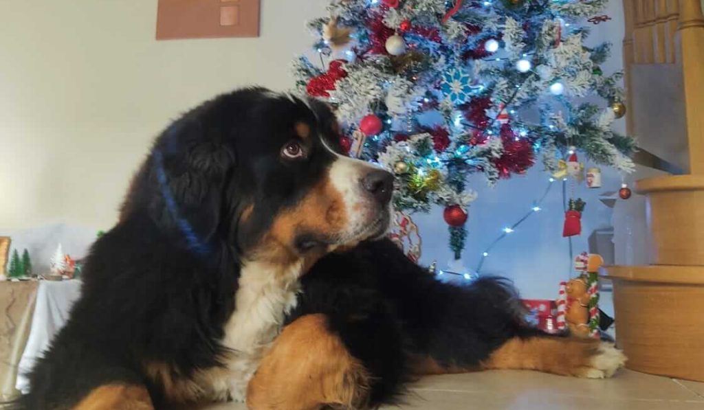 Bouvier bernois éduqué couché en pas bouger devant un sapin de Noël par un éducateur canin