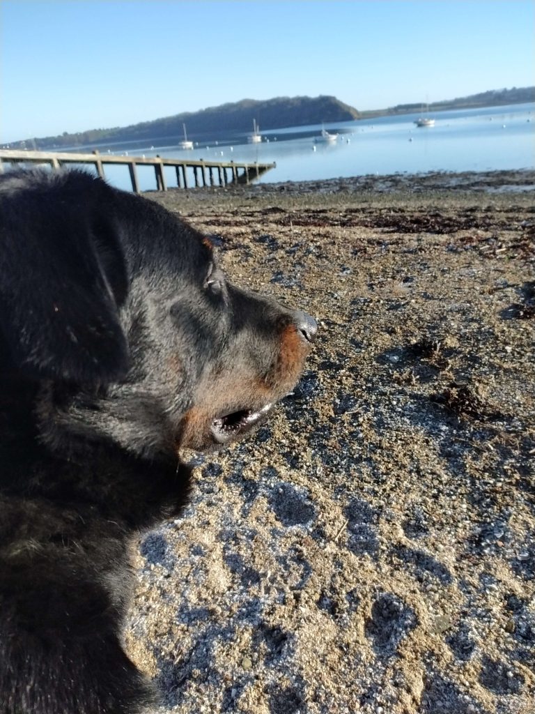 Beauceron observant l’horizon au bord de la Rance, image illustrant une réflexion sur l’éducation canine et la relation chien humain