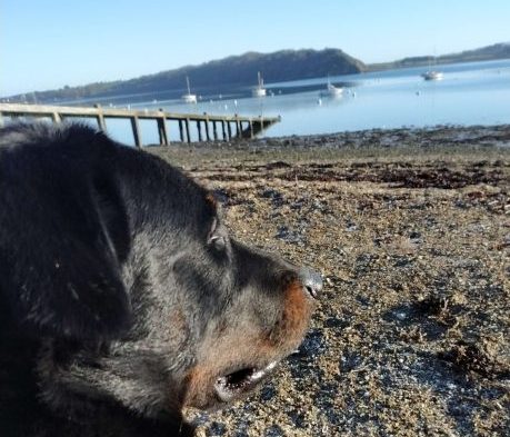 Beauceron observant lâhorizon au bord de la Rance, image illustrant une rĂ©flexion sur lâĂ©ducation canine et la relation chien humain